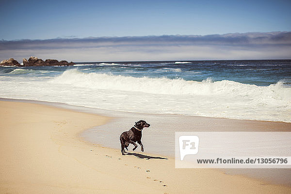 Dog running on shore
