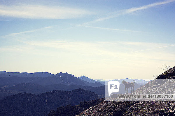 Hund steht auf einer Klippe und schaut Berge gegen den Himmel