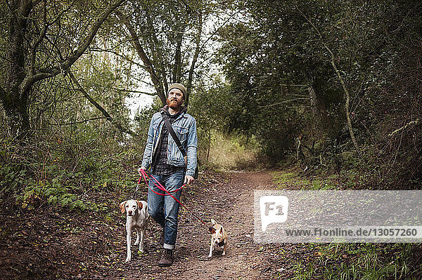 Mann mit Hunden beim Waldspaziergang