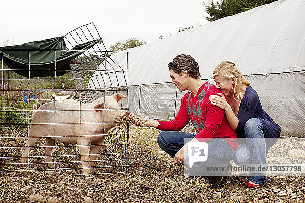 Hockendes Paar beim Füttern von Schweinen auf dem Bauernhof