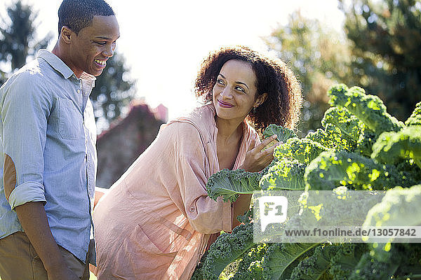 Happy woman looking at man while holding plant at farm