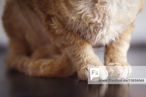 Low section of cat sitting on floor