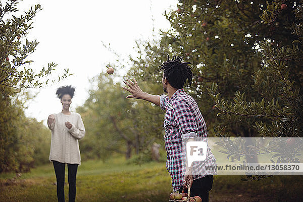 Frau sieht Mann beim Apfelfang im Apfelgarten