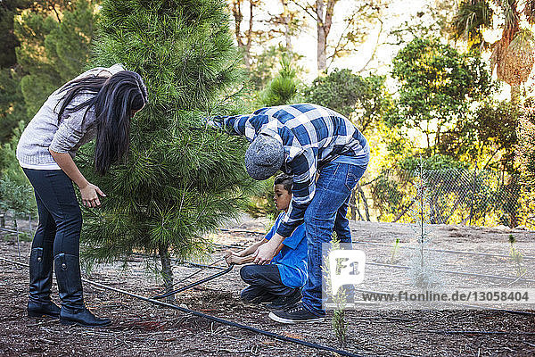 Eltern lehren den Sohn  auf dem Feld Bäume zu sägen