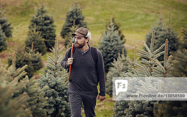 High angle view of man with hand saw walking in pine tree farm