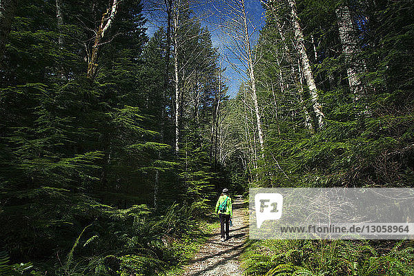 Rear view of hiker walking on pathway amidst trees in forest
