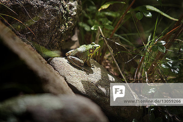 Frosch auf Felsen im Wald