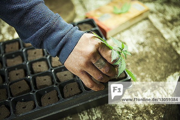 Beschnittenes Bild eines Bauern  der Cannabispflanze in einem Tray im Gewächshaus anpflanzt