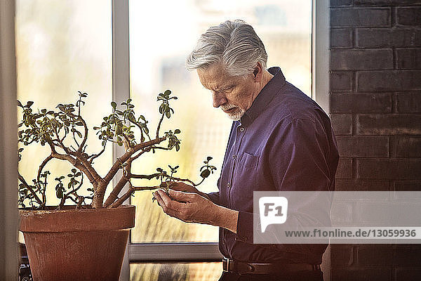 Mann betrachtet Topfpflanze  während er zu Hause am Fenster steht
