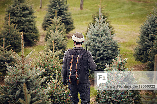 Rear view of man with backpack walking in pine tree farm