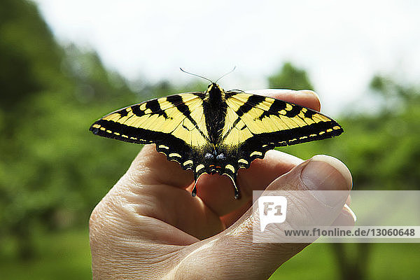 Ausgeschnittenes Bild einer Menschenhand mit Schmetterling