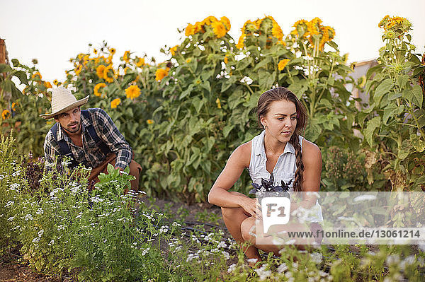 Farmers looking away while working in farm