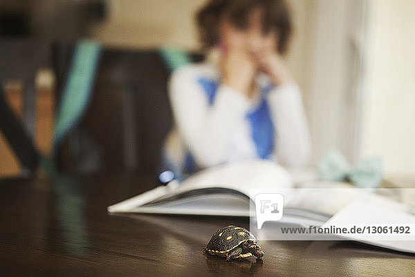 Close-up of turtle on table with girl and books in background