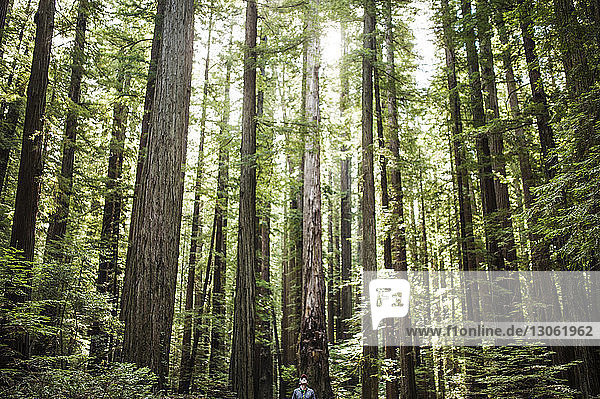 Low angle view of man standing against trees in forest