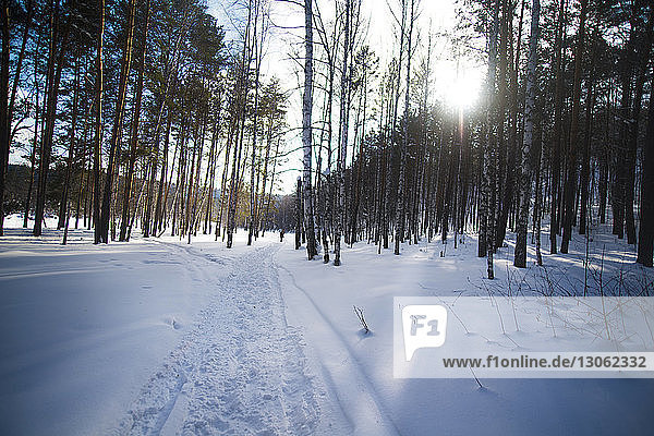 Bäume im schneebedeckten Wald an einem sonnigen Tag