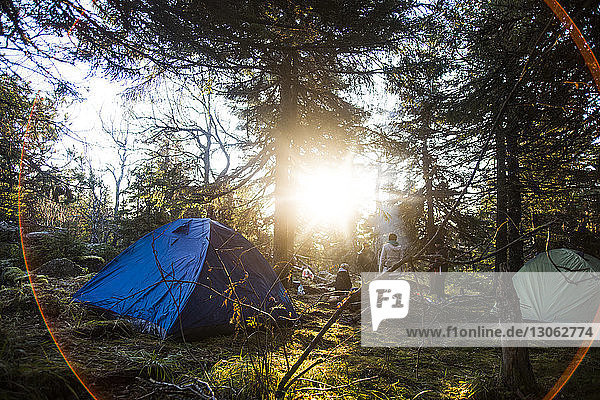 Zelte an Bäumen im Wald an einem sonnigen Tag