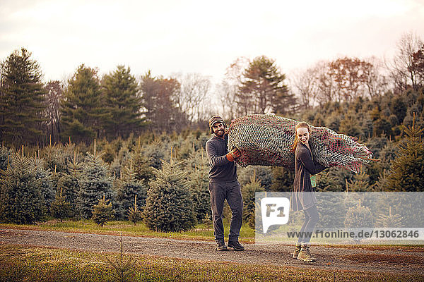 Couple carrying pine tree in net while walking on dirt road
