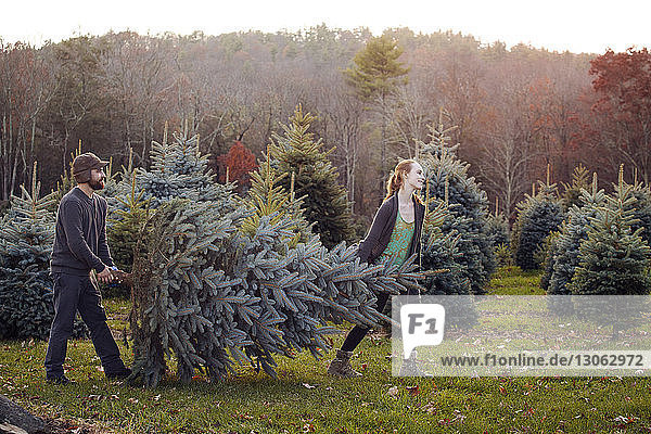 Couple carrying pine tree while walking field at tree farm