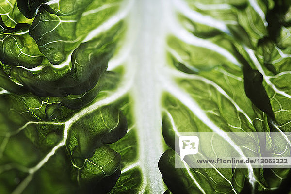 Close-up of lettuce leaf