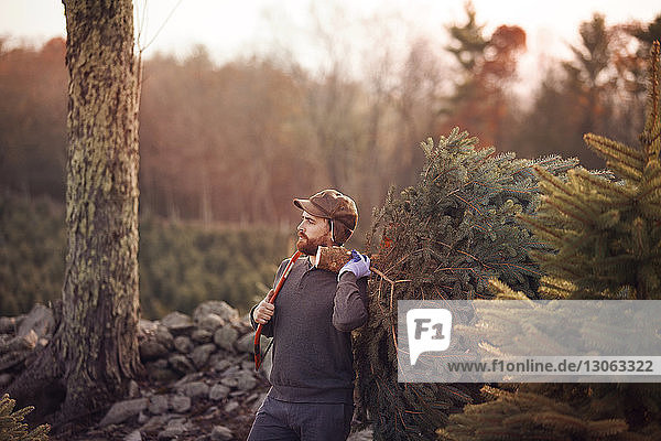 Man holding pine tree trunk on shoulder while standing at tree farm