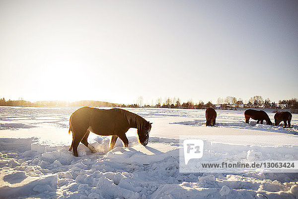 Pferde auf schneebedecktem Feld vor klarem Himmel