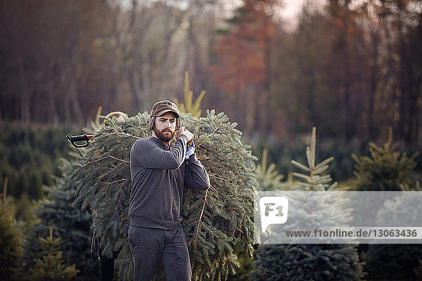 Man carrying chopped pine tree while walking in tree farm