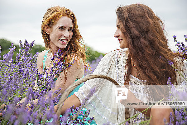 Lächelnde Freunde schauen einander an  während sie im Lavendelfeld kauern