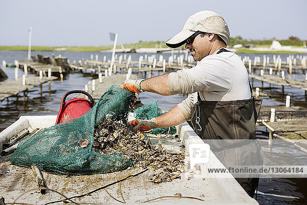 Mann entfernt Austern aus dem Netz  während er in der Austernzucht arbeitet