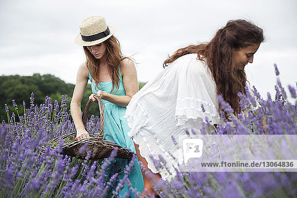 Freunde pflücken Lavendel im Feld gegen den Himmel