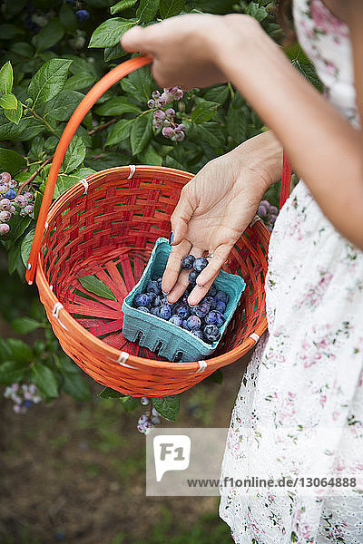 Mittelsektion einer Frau  die Beeren während der Ernte auf dem Bauernhof in einem Karton aufbewahrt