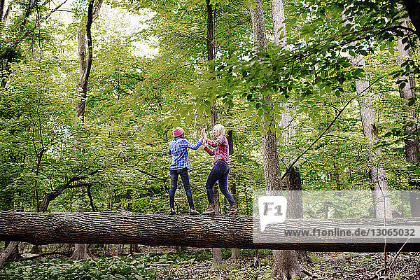 Verspielte Freunde stehen auf einem Baumstamm im Wald