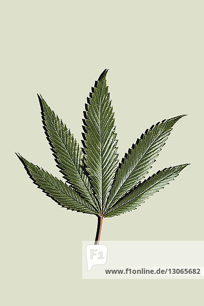 Marihuanablatt vor weissem Hintergrund