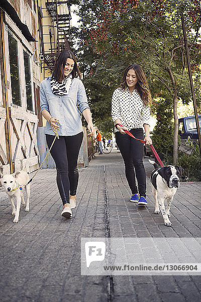 Lächelnde Freunde beim Spaziergang mit Hunden auf dem Bürgersteig in der Stadt