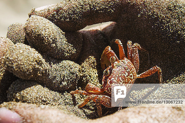 Beschnittenes Bild von schmutzigen Händen  die eine kleine Krabbe halten
