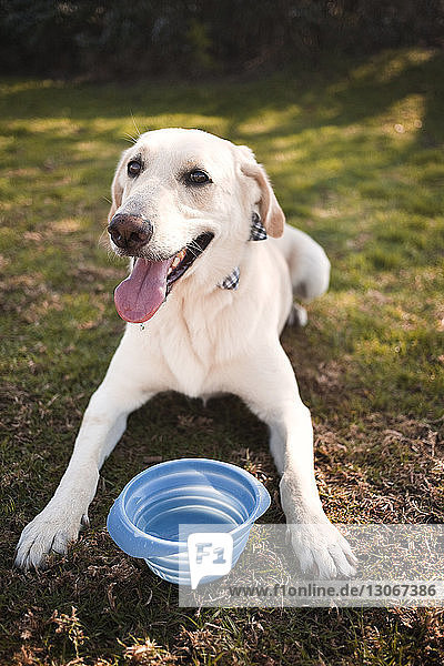 Labrador Retriever keuchend im Liegen auf dem Feld