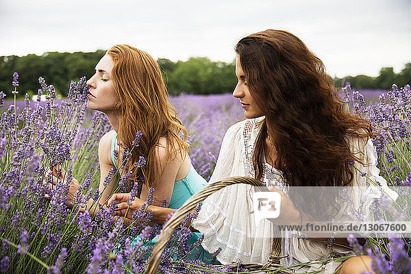 Frauen pflücken Lavendelblüten in der Hocke im Feld