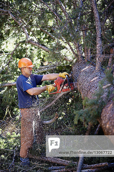 Man cutting tree in forest