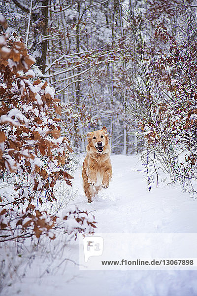 Hund rennt auf schneebedecktem Feld