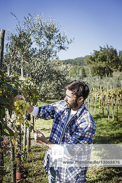 Man examining grapes on plant in vineyard