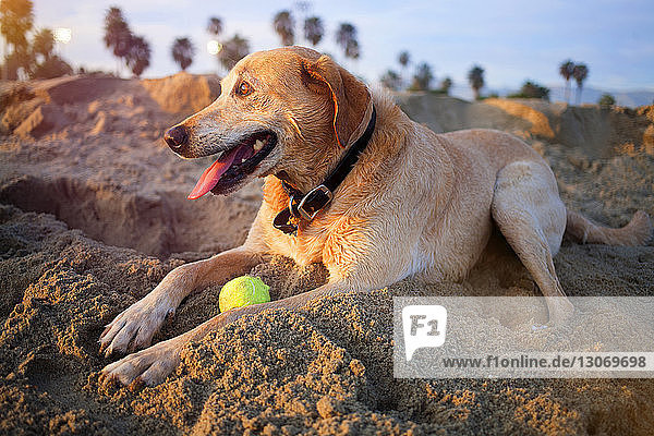 Labrador Retriever auf Sand am Strand sitzend