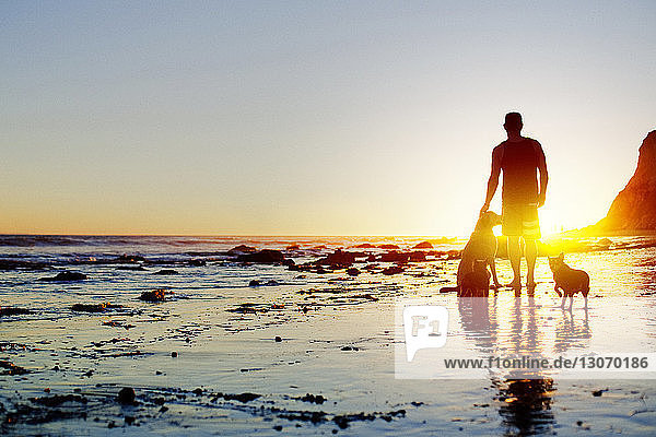 Rückansicht eines Mannes mit Hunden  der am Strand am Ufer steht
