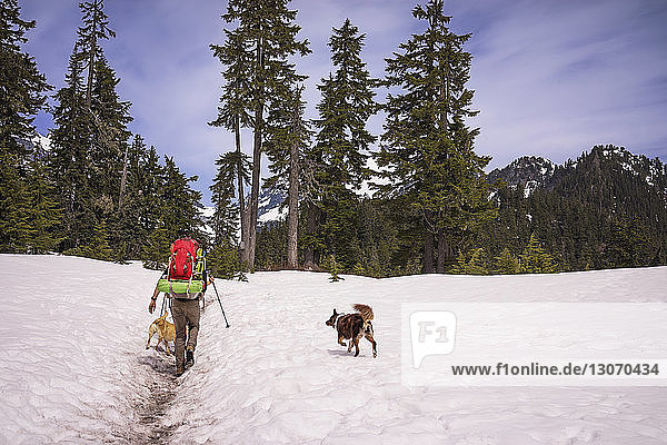 Rear view of hiker with dogs on snow covered field