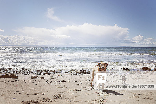 Porträt von Hunden  die am Strand am Ufer stehen