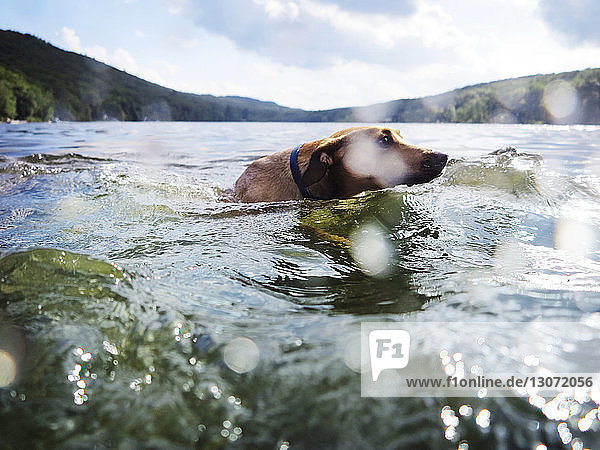 Mann Ruderboot mit Hund auf dem See
