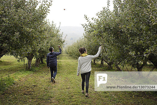 Rückansicht eines Paares beim Spaziergang im Obstgarten