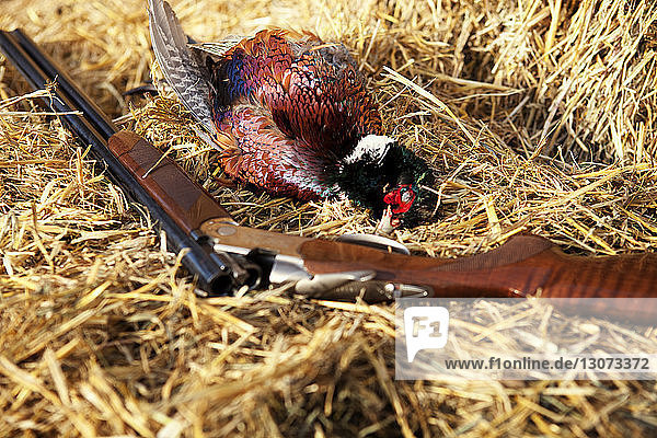 Hochwinkelansicht eines toten Fasanenvogels mit Gewehr auf trockenem Gras