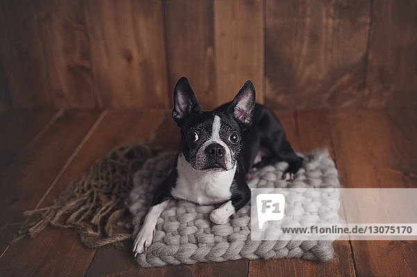 Hochwinkelporträt eines Hundes  der zu Hause auf dem Teppich sitzt