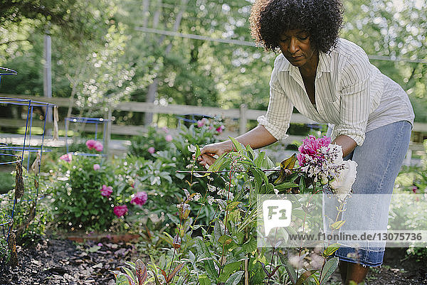 Woman examining flowering plants in garden