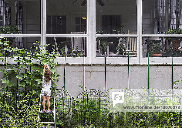 Rückansicht eines Mädchens  das auf einer Leiter steht und im Hof nach Blumen greift