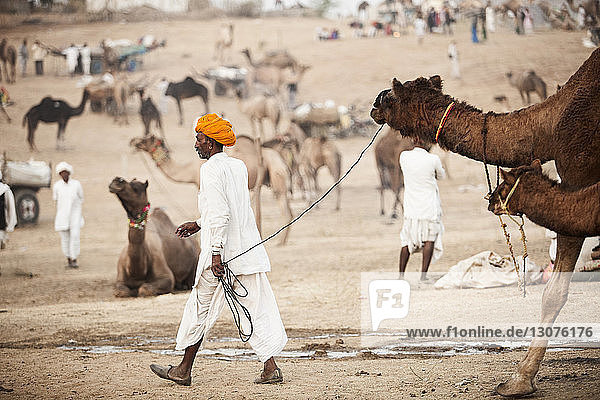 Men with camels on sand at Pushkar Fair